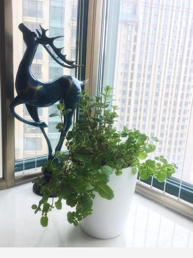 適合懶人養的花有哪些？-千江月明明的回答