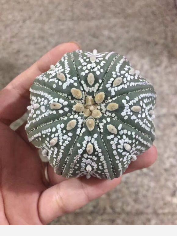 仙人掌的種類有哪些？-養花匠小齊的回答