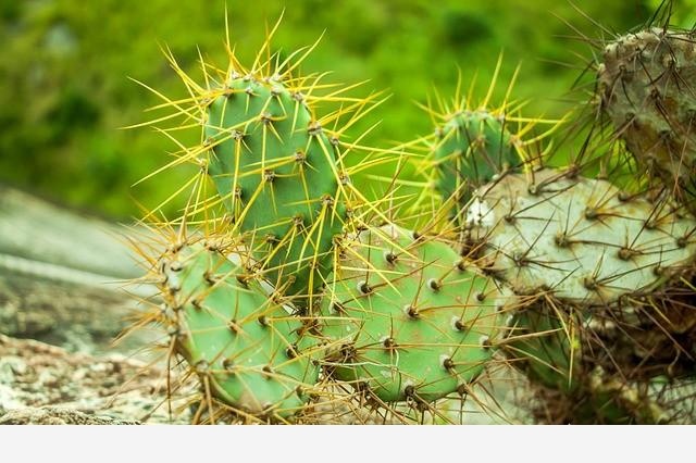 仙人掌是什麼植物？-走近自然的回答