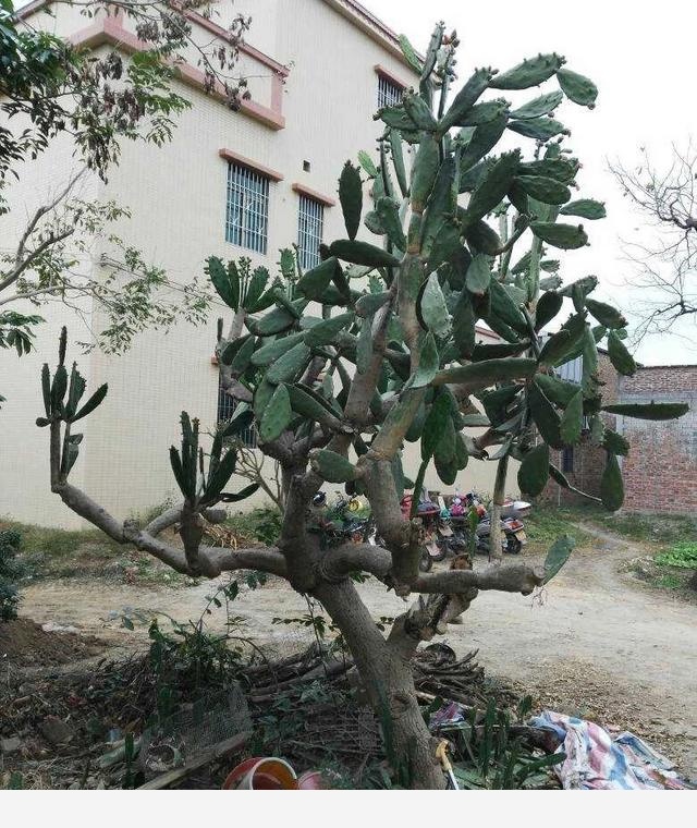 仙人掌是什麼植物？-花匠小美的回答