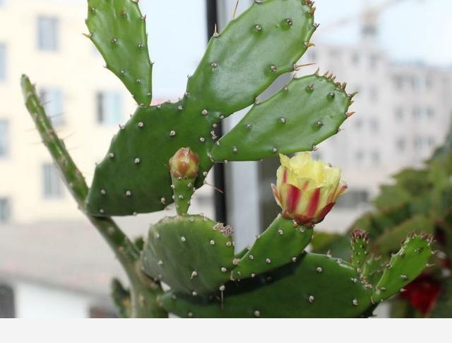 仙人掌是什麼植物？-榴花小農的回答