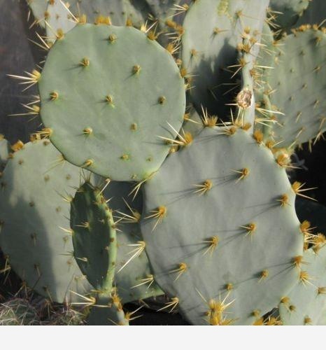 仙人掌類的植物怎麼養？-教你這樣養花的回答