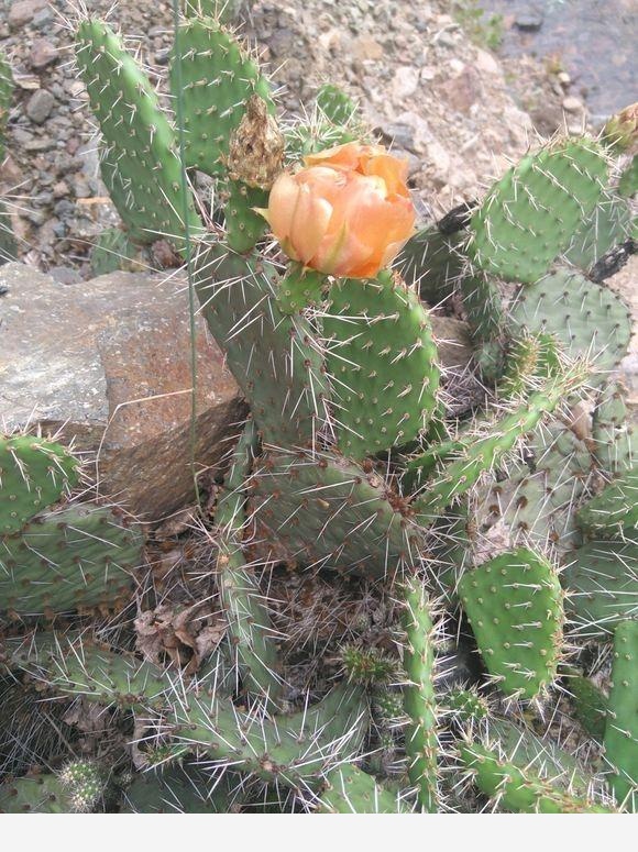 仙人掌類的植物怎麼養？-教你這樣養花的回答