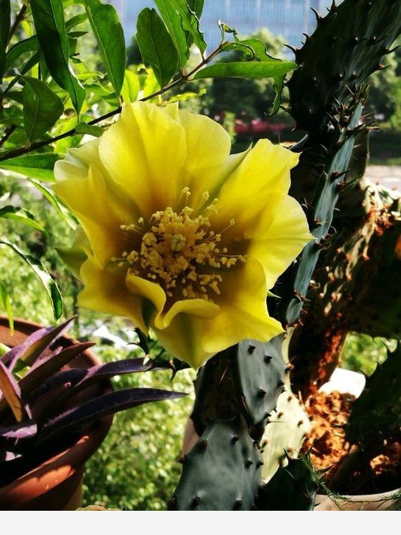 仙人掌類的植物怎麼養？-教你這樣養花的回答