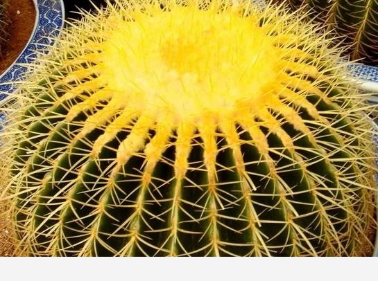 為什麼家裡最好不養仙人球、仙人掌？-愛養花的回答