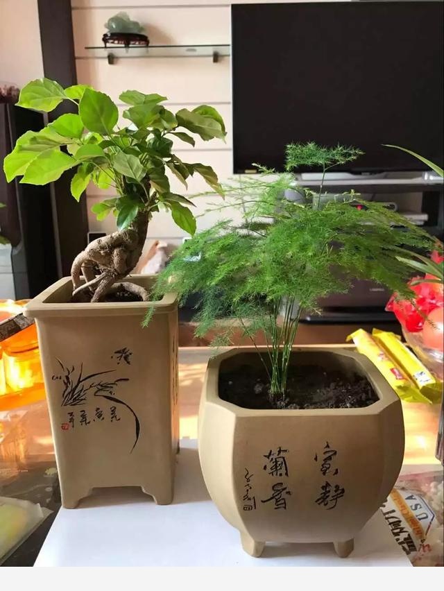 應該怎麼樣給仙人掌澆水？-一級撿球運動員的回答