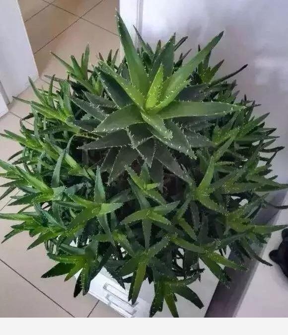 家裡什麼植物簡單好養？-小雅在陽臺的回答