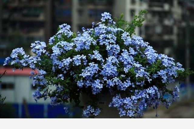 家裡什麼植物簡單好養？-大植養花的回答