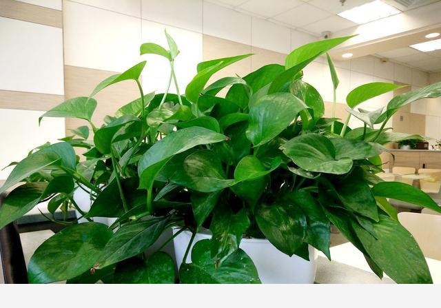 悄悄告訴你養「黃金葛」的4步曲，做對了30天爆盆，從不黃葉