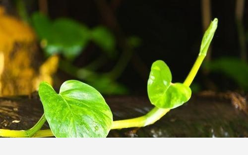 黃金葛有毒不敢養，聽聽養花匠怎麼說，繼續家養合適嗎？