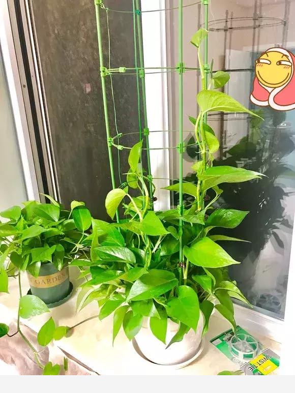 養黃金葛學會4個小竅門，1年暴長5米，爬滿牆變成黃金葛瀑布