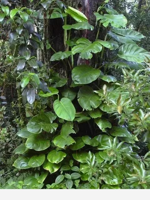 黃金葛通用養法，有這一篇就夠了 從此不黃葉爬滿屋