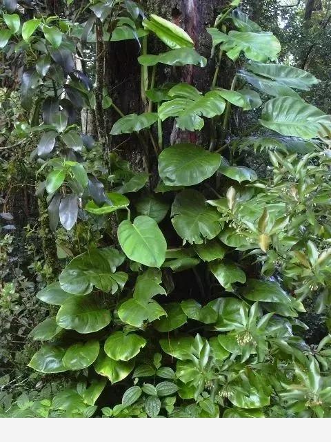 黃金葛通用養法，有這一篇就夠了 從此不黃葉爬滿屋