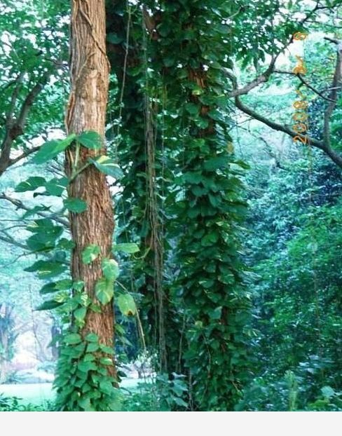 黃金葛開花了？真像太可笑，再養一百年，也不冒花苞