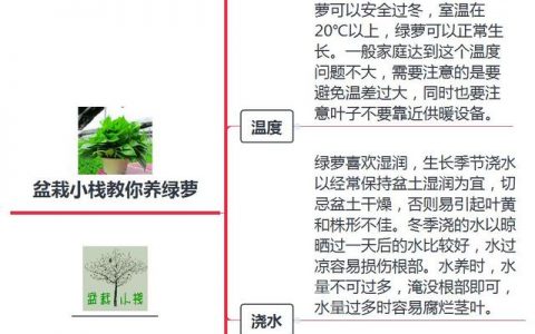 一張圖掌握黃金葛的養法，記下來就不會黃葉啦！