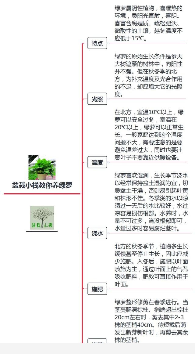 一張圖掌握黃金葛的養法，記下來就不會黃葉啦！