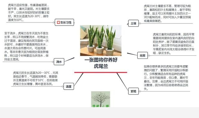 一張圖掌握黃金葛的養法，記下來就不會黃葉啦！