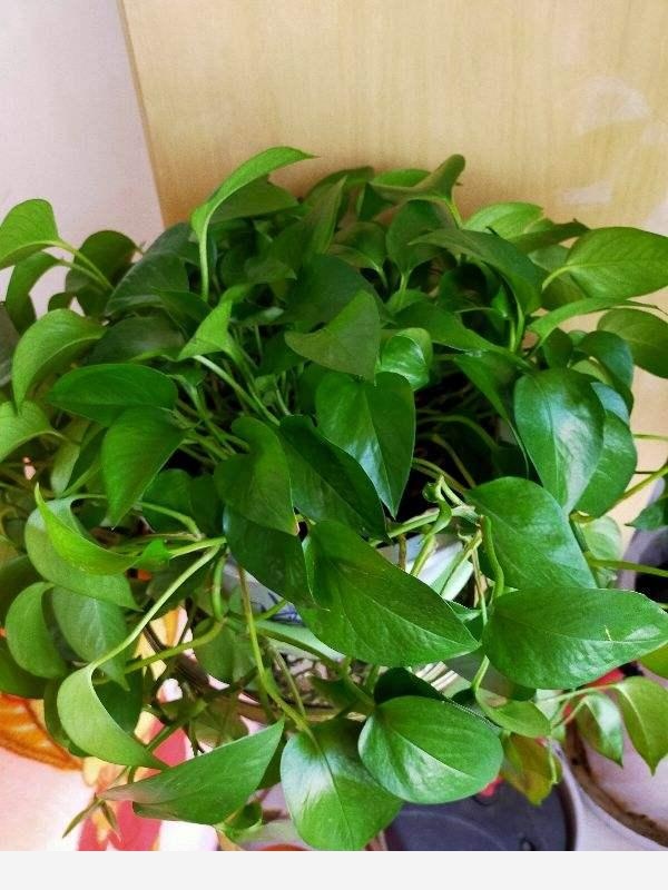 家裡養黃金葛不吉利？別信，那是謠言，放心養沒問題