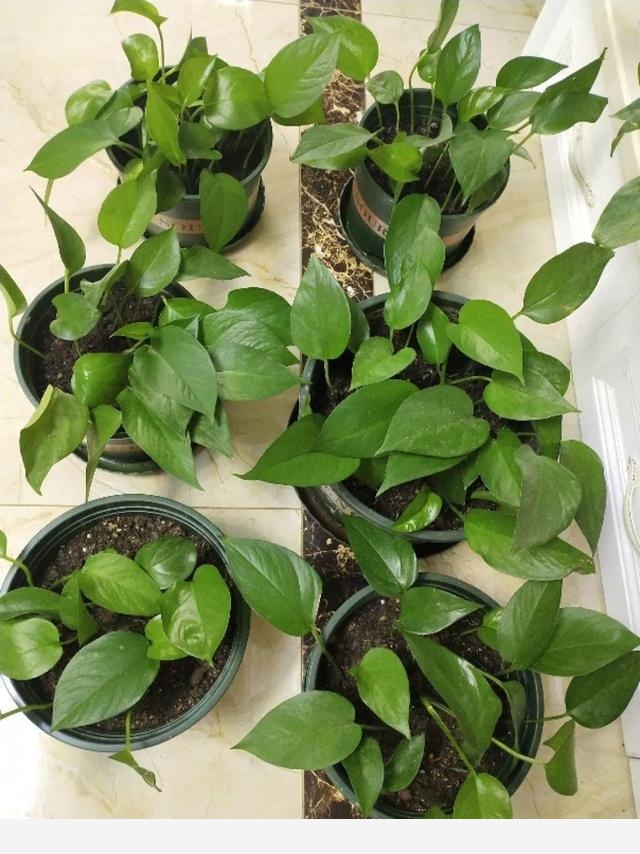 夏天養黃金葛，注意4個要點，嗖嗖躥個子，長成綠窗帘