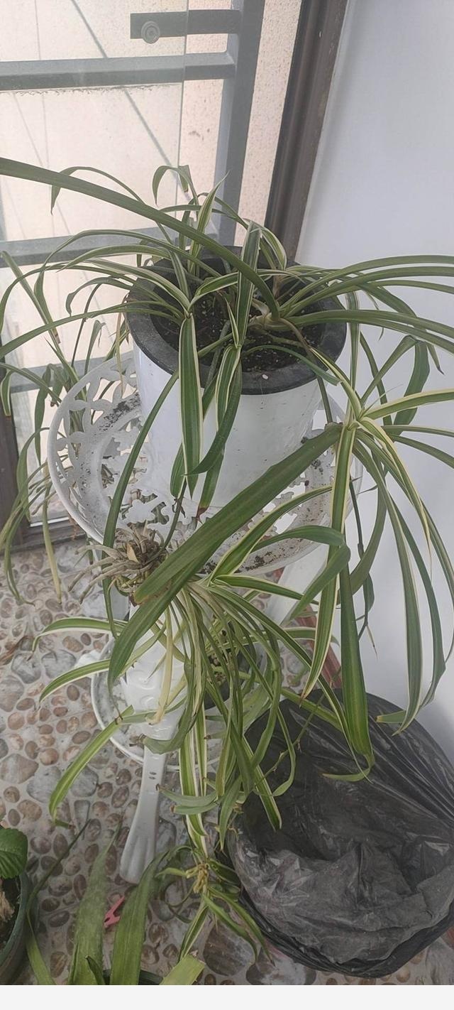 養花也要以退為進，一刀下去，黃金葛瘋長