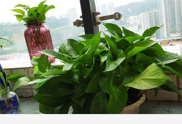 黃金葛瘋長季，葉子爬滿屋，家裡變成氧吧
