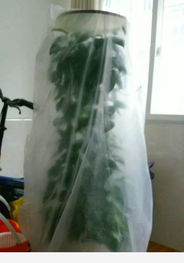 快死的黃金葛，一口氣剪個精光，不用7天冒新芽！