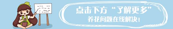 黃金葛這樣養，葉子蹭蹭長不停，就是一個小窗帘！