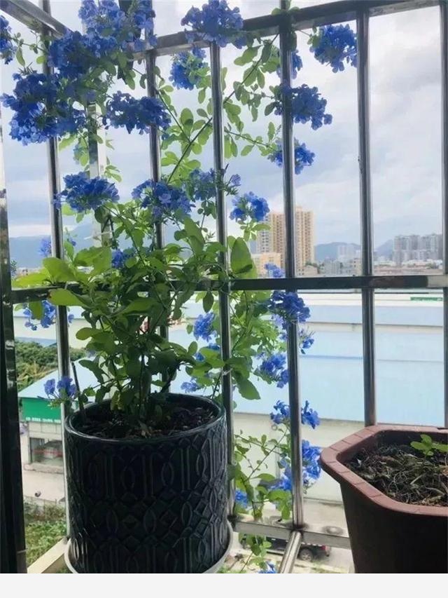 能開花的黃金葛，一年四季開不敗，這花養著真省心