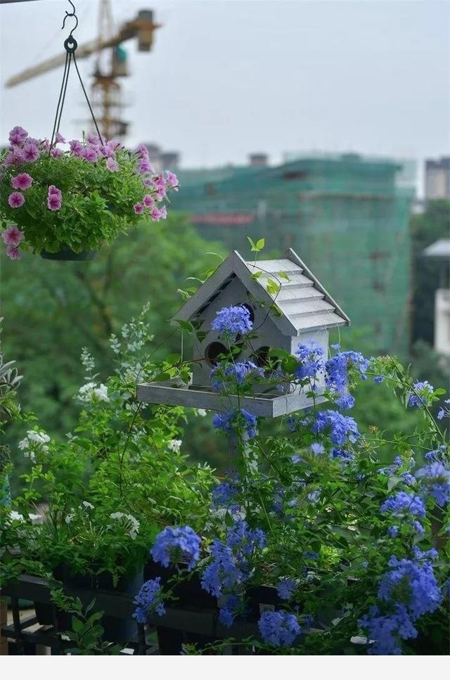 能開花的黃金葛，一年四季開不敗，這花養著真省心