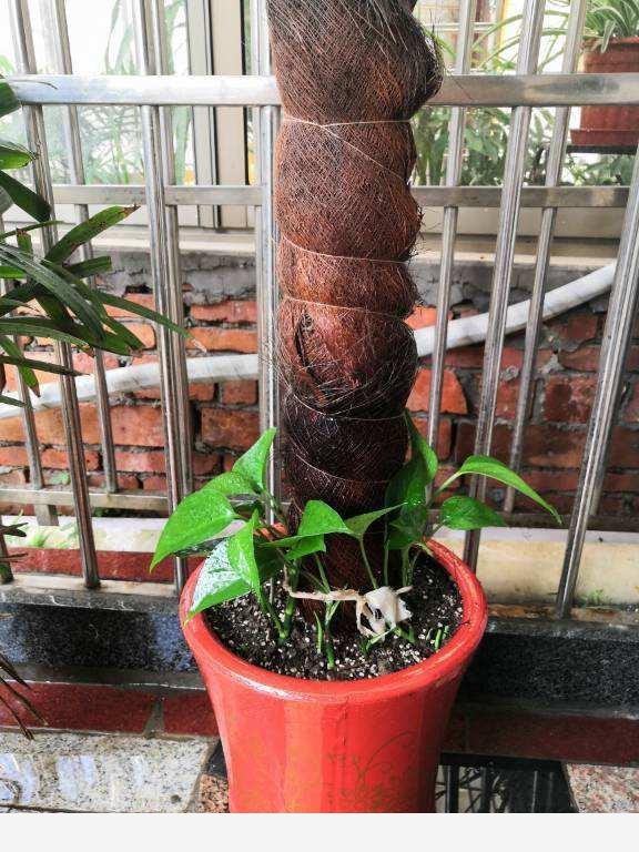 家裡養盆大葉黃金葛，葉子碩大超過癮，凈化空氣身體好
