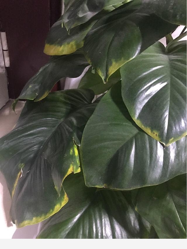 家裡養盆大葉黃金葛，葉子碩大超過癮，凈化空氣身體好