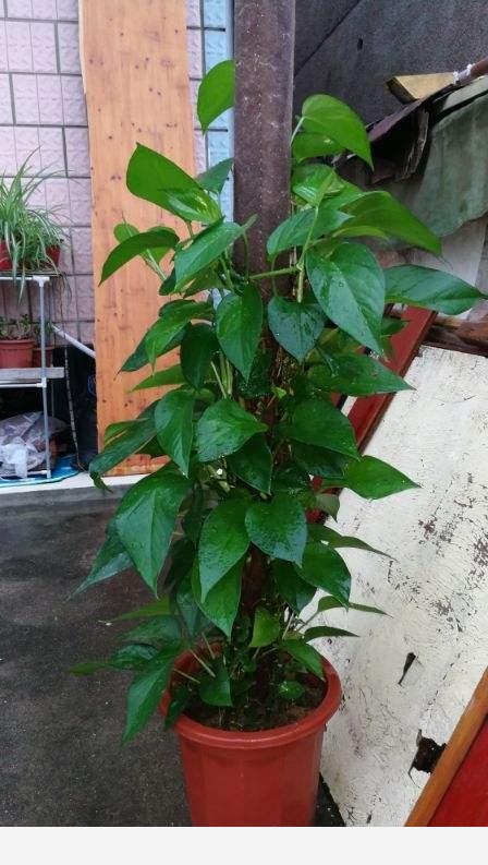 家裡養盆大葉黃金葛，葉子碩大超過癮，凈化空氣身體好