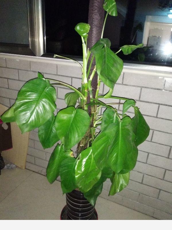 家裡養盆大葉黃金葛，葉子碩大超過癮，凈化空氣身體好