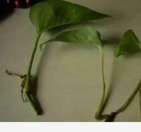 一條毛巾就能讓黃金葛爆盆，5天長出大白根，1個月變綠瀑布
