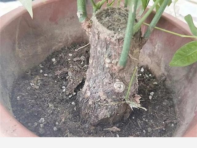 黃金葛粗枝插土裡，7天長出大白根，葉子長得枝繁葉茂