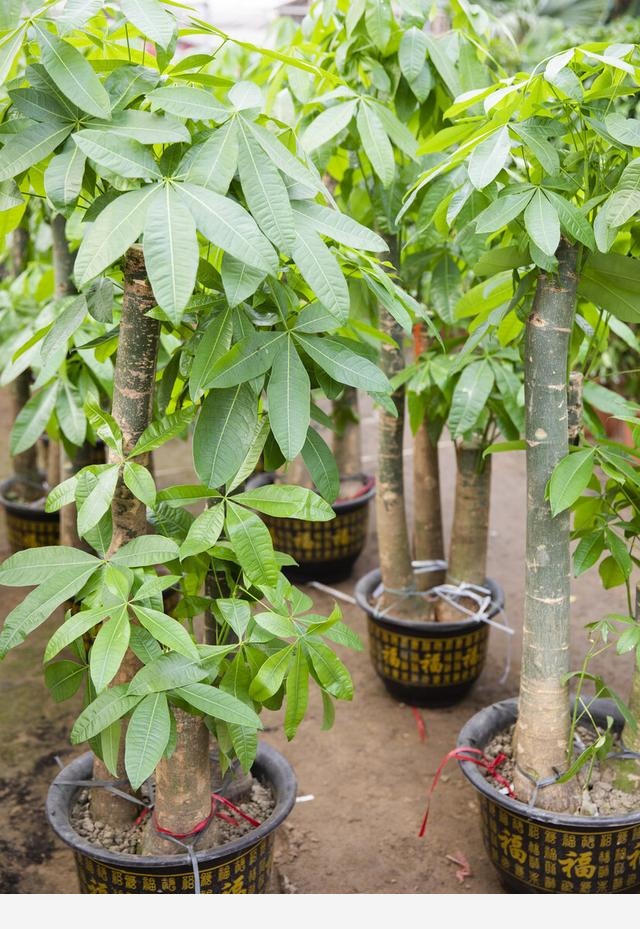 發財樹「賣樹的發財，買樹的丟財」，為何你養發財樹總爛根？