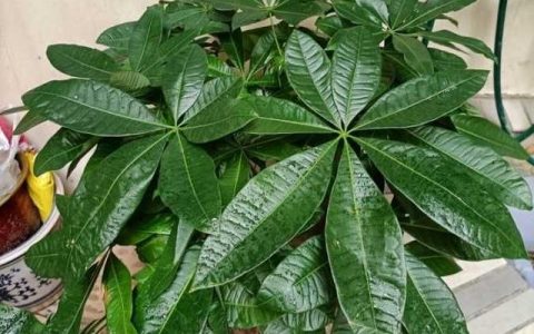 養好發財樹，有「兩招」，年年枝葉繁茂很皮實
