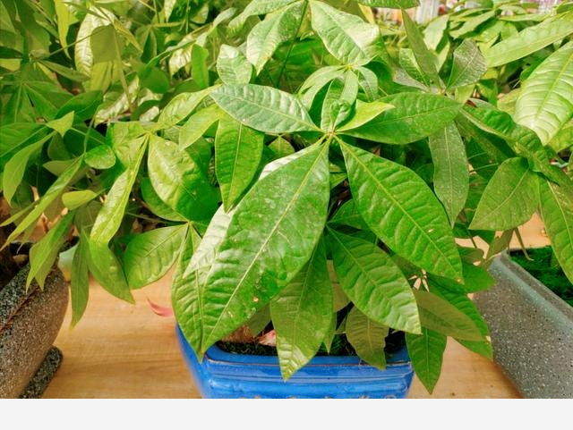 發財樹株型美觀，寓意好，避開5個「誤區」，枝幹粗壯，葉片翠綠