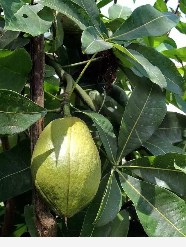 發財樹的「秘密」，不僅能開花，還能結果子，教把發財樹養結果