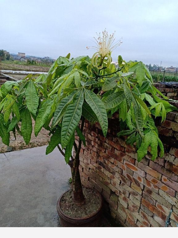 發財樹也能開花？你沒有看錯，花型清新純潔真可愛