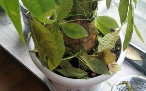 發財樹頻頻黃葉落葉，簡直變成光棍樹，他用這幾招就立馬救回來