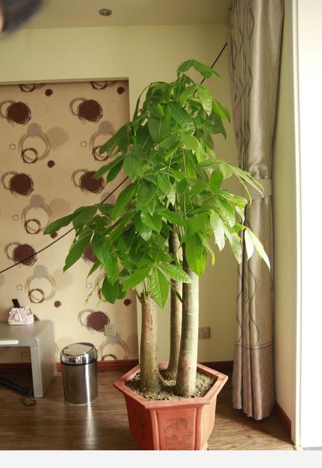養發財樹，注意1個小細節，不爛根不黃葉，嫩葉蹭蹭長，枝繁葉茂
