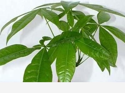 發財樹種植方法