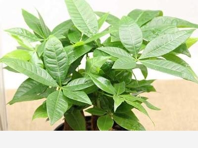 發財樹種植方法