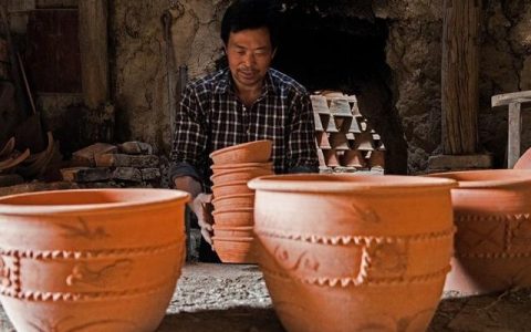 發財樹怎麼養？5個注意事項，教你養好發財樹