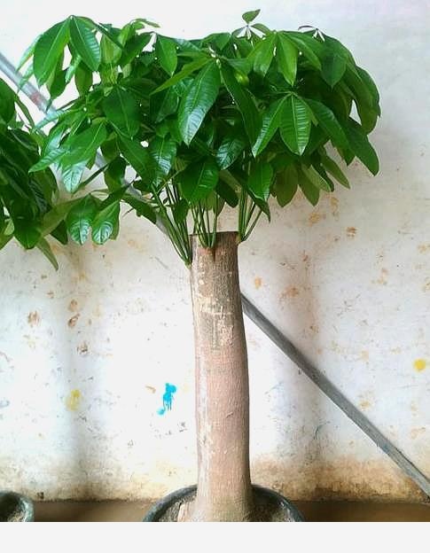 養發財樹，做好「第一步」，不爛根，不爛葉，一年四季綠油油