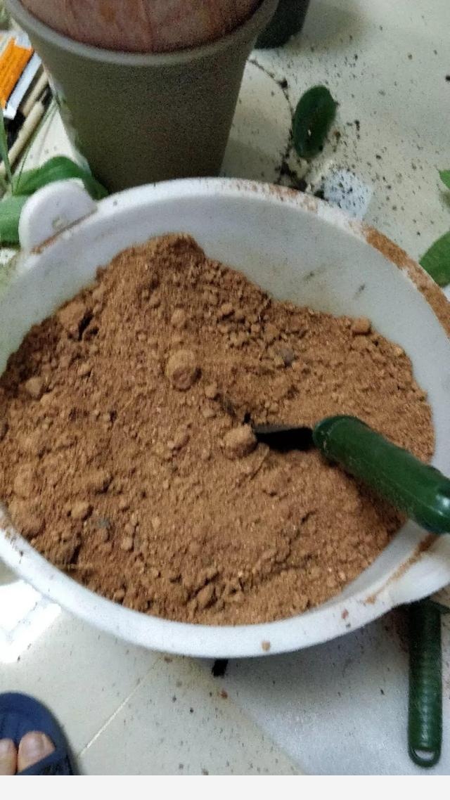 爛根的發財樹，砍成光桿繼續養，越養越茂盛