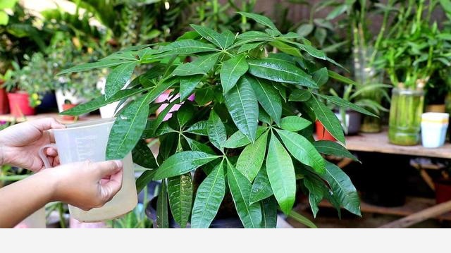 發財樹養護注意什麼？澆水、水肥都是要點，養得久不怕養死