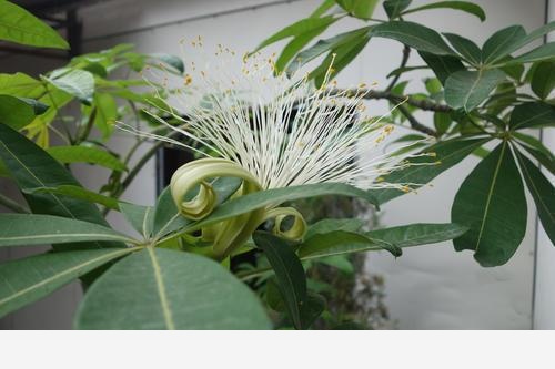 她家的發財樹開了滿樹花，白白的超好看，鄰居看了都喜歡！