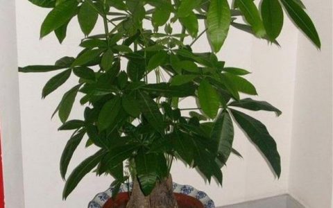養發財樹，要做好5個小細節，葉子濃綠，樹冠豐滿